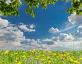 Maple branches, sky with clouds and lawn with dandelions