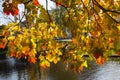 Maple branches with yellow and red leaves in autumn day Royalty Free Stock Photo