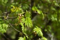 Maple branches with young green leaves, illuminated by the sun.