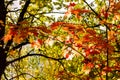 Maple tree with bright red leaves in a green forest Royalty Free Stock Photo