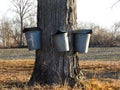 Maple buckets collecting sweet tree sap for syrup Royalty Free Stock Photo