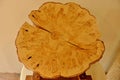 maple cookie tree section showing 100 taps for syrup Royalty Free Stock Photo