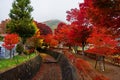 maple corridor at autumn in Kawaguchiko Royalty Free Stock Photo