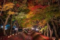 Maple corridor light up at night, maple tunnel, Kawaguchiko Lake in Autumn, Japan Royalty Free Stock Photo