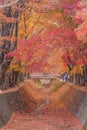 Maple corridor or Momiji Kairo Royalty Free Stock Photo