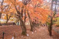 Maple corridor or Momiji Kairo Royalty Free Stock Photo