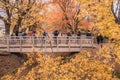 Maple corridor or Momiji Kairo Royalty Free Stock Photo