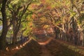Maple Corridor at Nashigawa river, Japan Royalty Free Stock Photo
