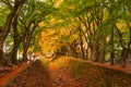 Maple Corridor near Kawaguchi Lake and Mt. Fuji, Japan