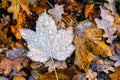 A maple dead leaf covered with frozen dew drops lying on the ground Royalty Free Stock Photo