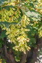 Maple distinctive fruits are called samaras, maple keys, helicopters, whirlybirds or polynoses Royalty Free Stock Photo