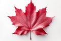 Maple elegance Red maple leaf stands out on white background Royalty Free Stock Photo