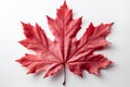 Maple elegance Red maple leaf stands out on white background Royalty Free Stock Photo