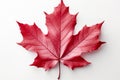 Maple elegance Red maple leaf stands out on white background Royalty Free Stock Photo