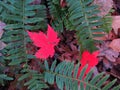 Maple and Fern Royalty Free Stock Photo