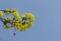 Maple flowers Royalty Free Stock Photo