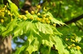 Maple flowers Acer