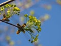 Maple flowers blossom in spring. Royalty Free Stock Photo