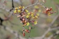 Maple flowers. Flowering maple branch with seeds in spring.