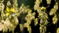 Maple flowers in spring Royalty Free Stock Photo