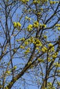 Maple flowers on still bare tree branches bloom in early spring Royalty Free Stock Photo