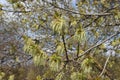 Maple flowers are striking in their unusual