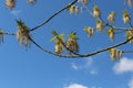 Maple flowers are striking in their unusual