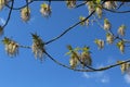 Maple flowers are striking in their unusual