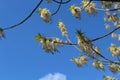 Maple flowers are striking in their unusual