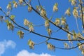 Maple flowers are striking in their unusual