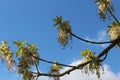 Maple flowers are striking in their unusual