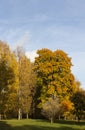 maple foliage in autumn leaf fall Royalty Free Stock Photo