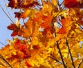 maple foliage in autumn leaf fall Royalty Free Stock Photo