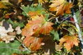 maple foliage in autumn leaf fall Royalty Free Stock Photo