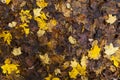 maple foliage in autumn leaf fall Royalty Free Stock Photo