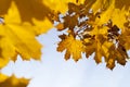maple foliage in autumn leaf fall Royalty Free Stock Photo