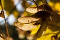 maple foliage in autumn leaf fall Royalty Free Stock Photo