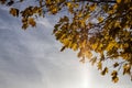 maple foliage in autumn leaf fall Royalty Free Stock Photo