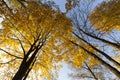 maple foliage in autumn leaf fall Royalty Free Stock Photo