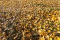 maple foliage in autumn leaf fall Royalty Free Stock Photo