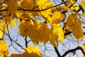 maple foliage in autumn leaf fall Royalty Free Stock Photo