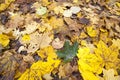 maple foliage in autumn leaf fall Royalty Free Stock Photo