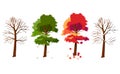 Maple in four seasons
