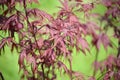 Maple genevey of Bloodgood (Acer palmatum (Thunb.) Thunb.), sapling