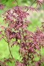 Maple genevey of Bloodgood (Acer palmatum (Thunb.) Thunb.), young plant Royalty Free Stock Photo