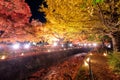 Maple and Ginkgo trees corridor with decorative light up in autumn festival at Kawaguchik Royalty Free Stock Photo