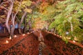 Maple and Ginkgo trees corridor with decorative light up in autumn festival at Kawaguchiko Royalty Free Stock Photo