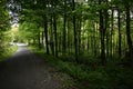 A maple grove path in summer in the Appalachians