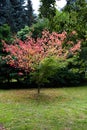 Maple grows in Japan
