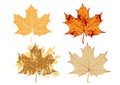 Maple grunge leaves